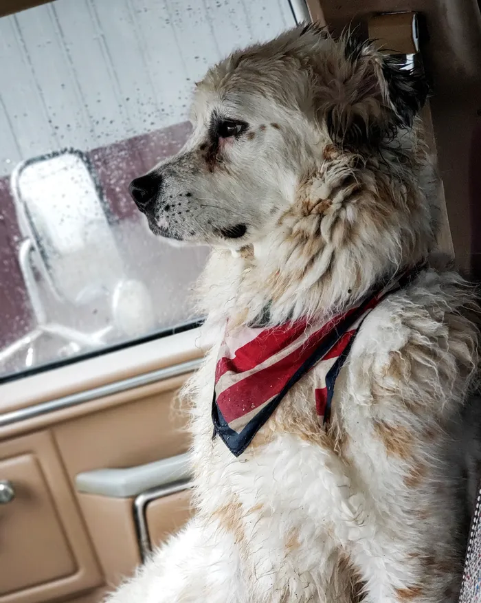 Joseph, a big fluffy white Great Pyrenees, looking out a truck window