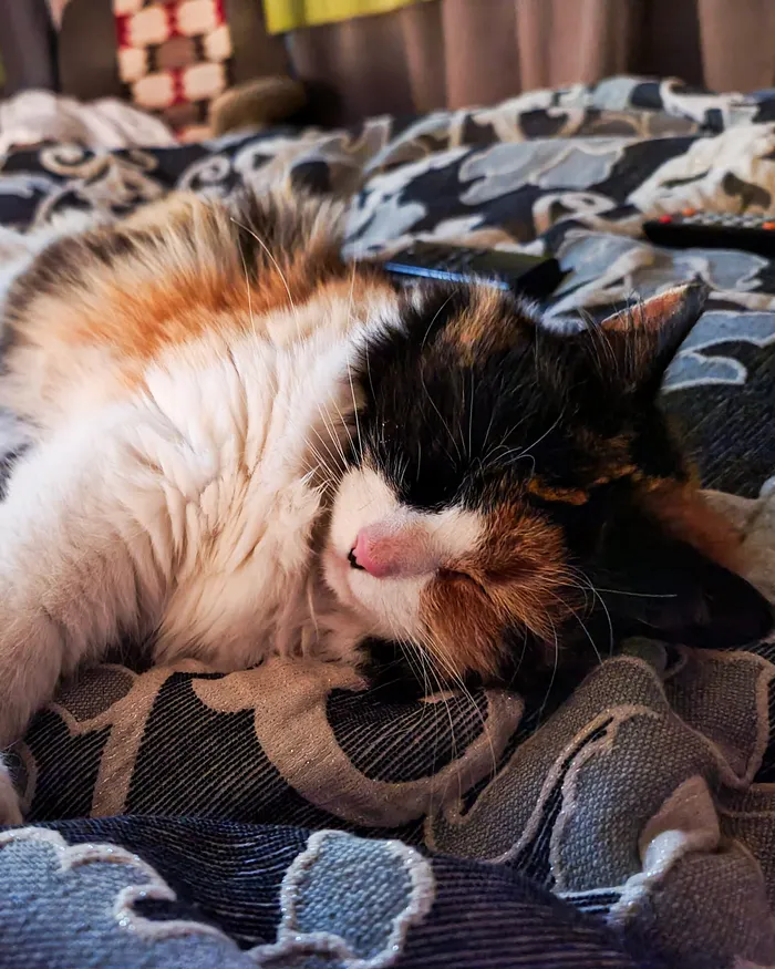 The real Keysa, a calico cat