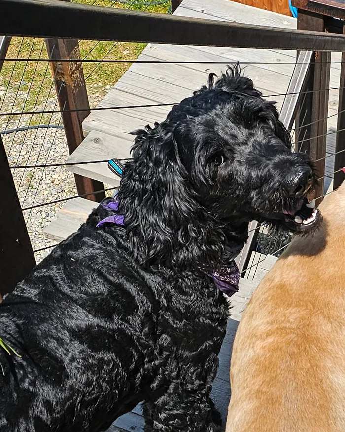 The real Turner, a curly black goldendoodle